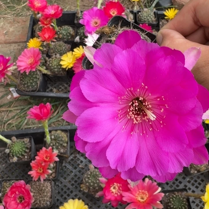 229丽花根掰花脱土发货瘦软