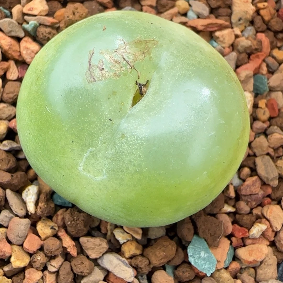 多肉植物3.1拉登母本94号
