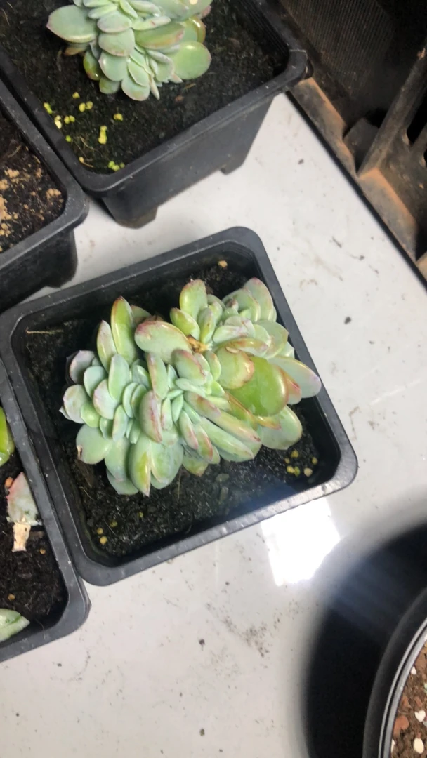 控养白凤缀化多肉