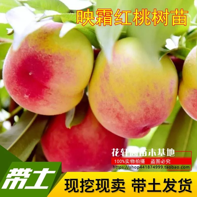 映霜红桃树苗水蜜桃黄桃冬桃树苗当年结果南方北方种植嫁接苗