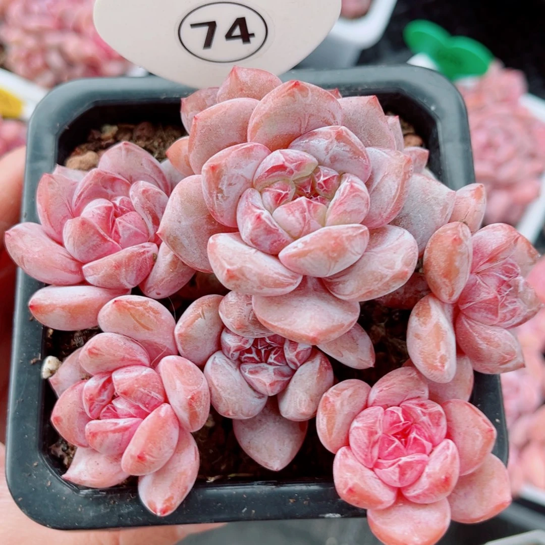 74号老桩石榴籽星影群8头