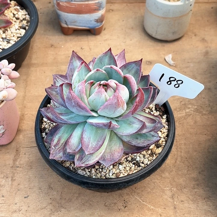 多肉植物,惊鸿仙子188