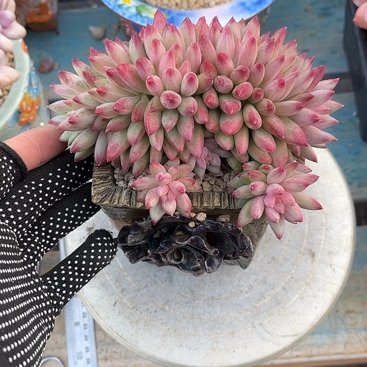 多肉植物一物一拍