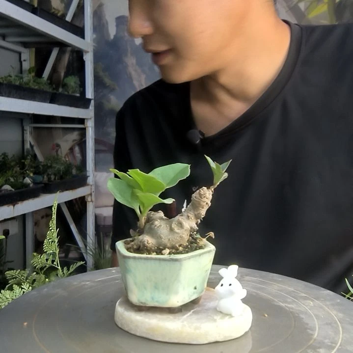苏**a中青园艺一物一拍299
