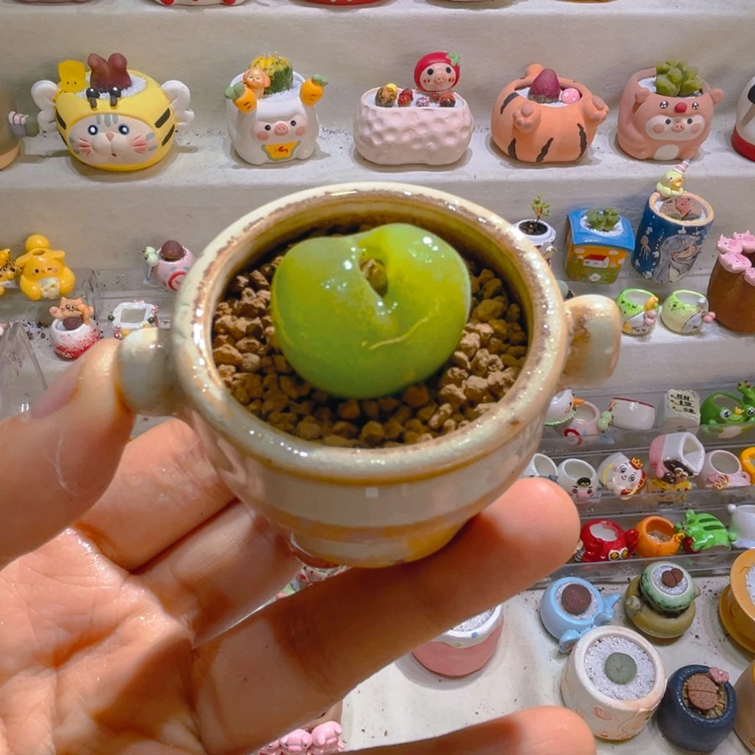 013翠光玉带盆土一套20