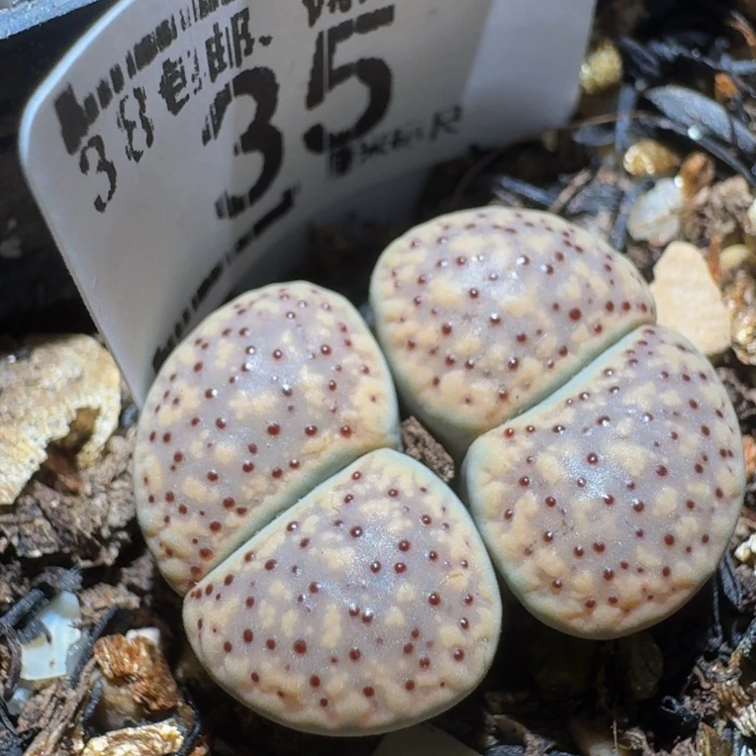 zzzZ 精品生石花肉锥35