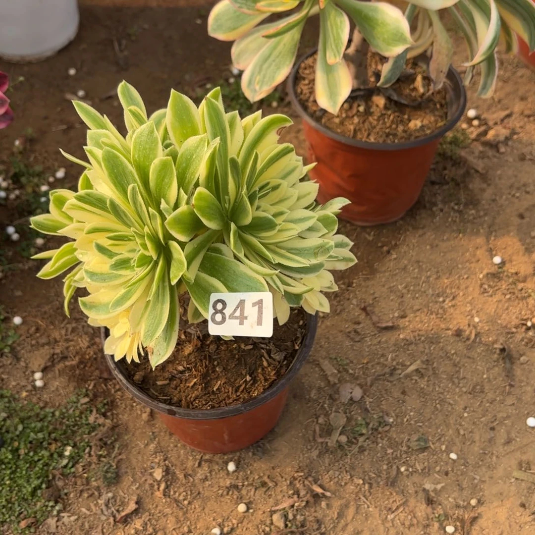 S****841艳宁多肉不包损