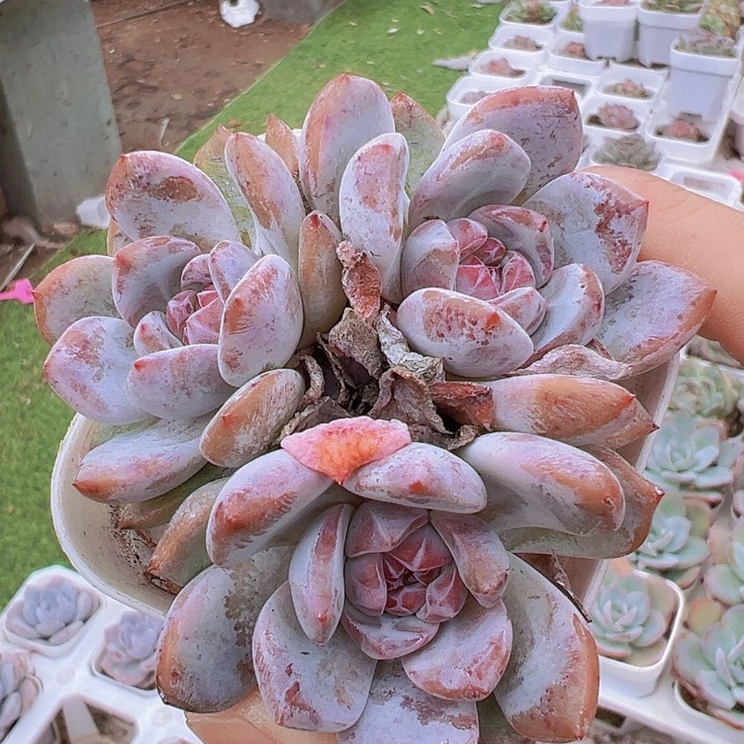 石榴籽群19包邮多肉植物