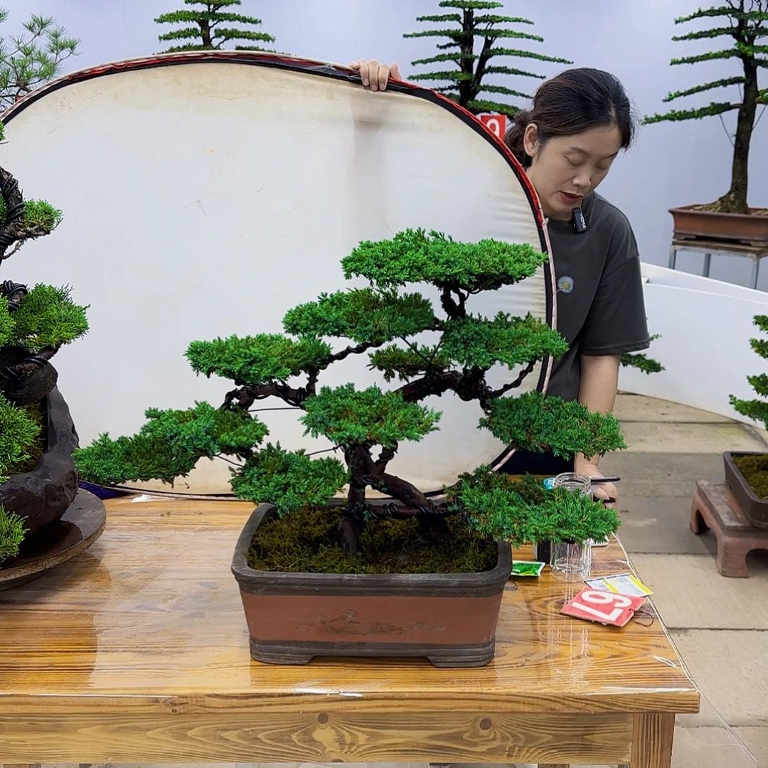 完全开放盆景直播间一物一拍