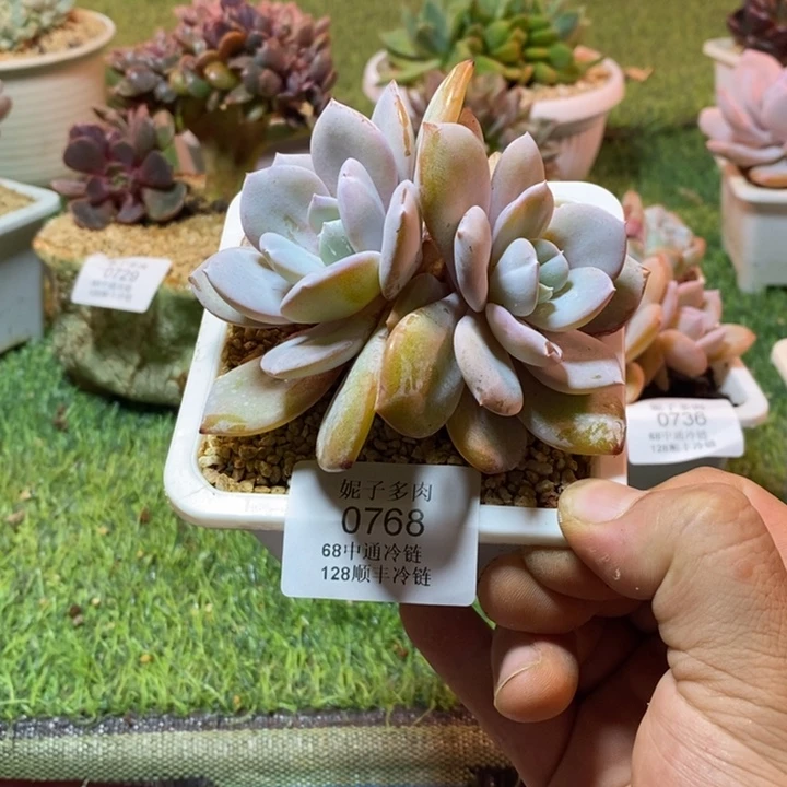 0768啊啊啊啊啊啊啊啊啊