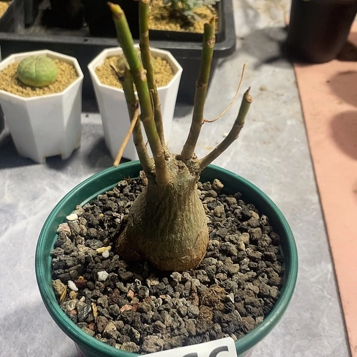 366龟甲木棉块根，