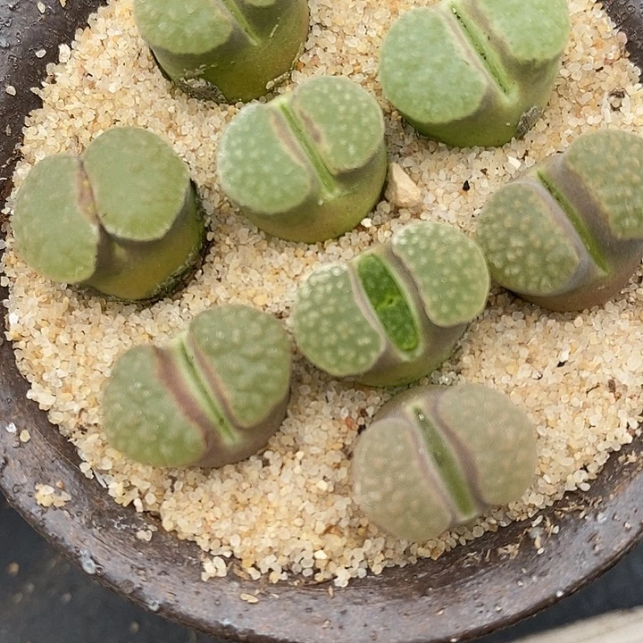 大磁铁风铃一颗一颗