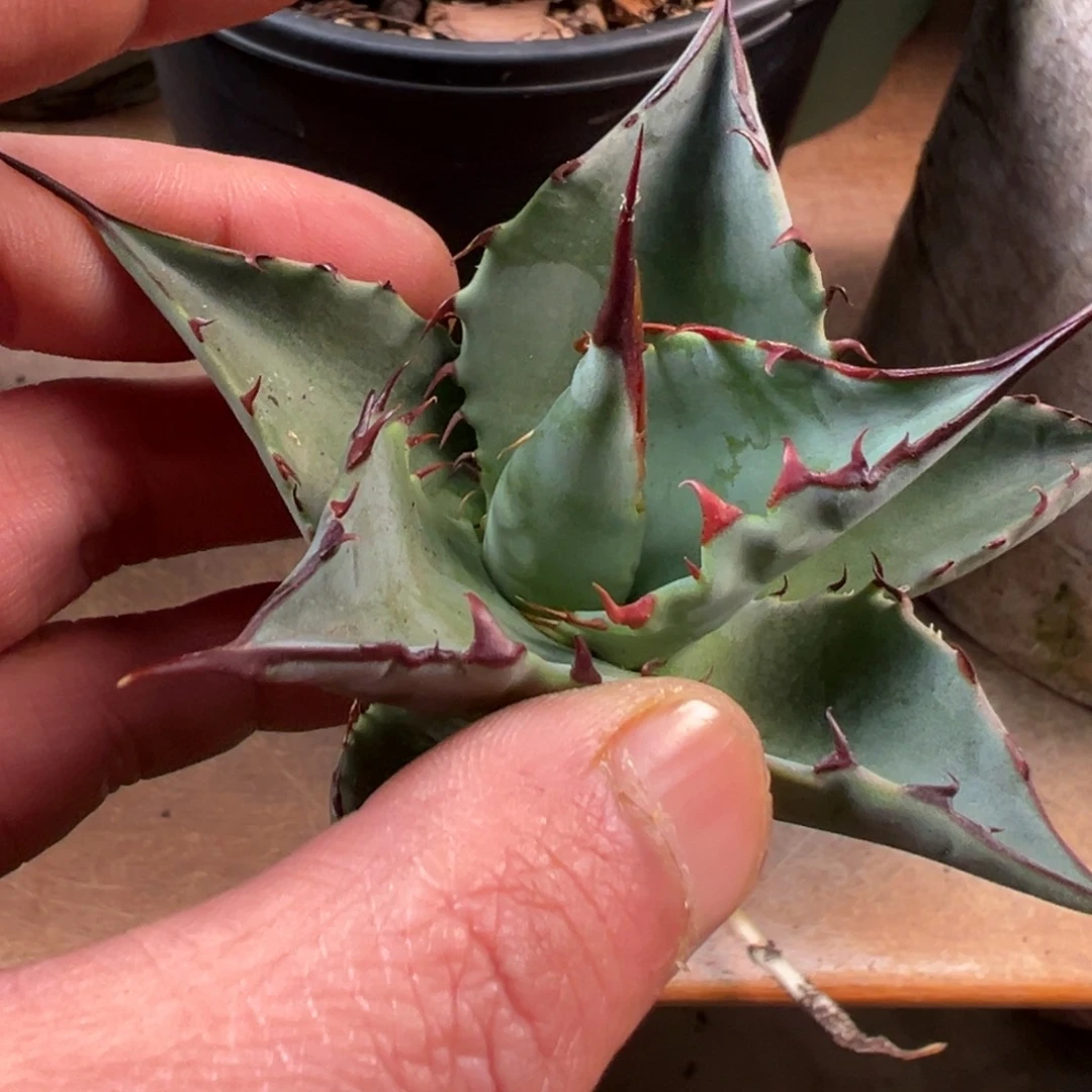 金*英多肉植物龙舌兰道