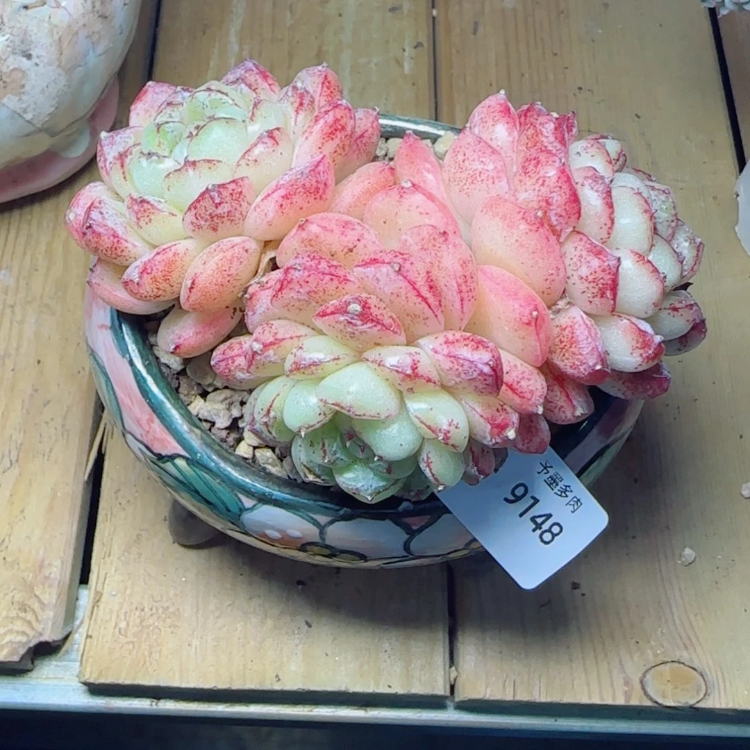 赤水晶，9148多肉植物