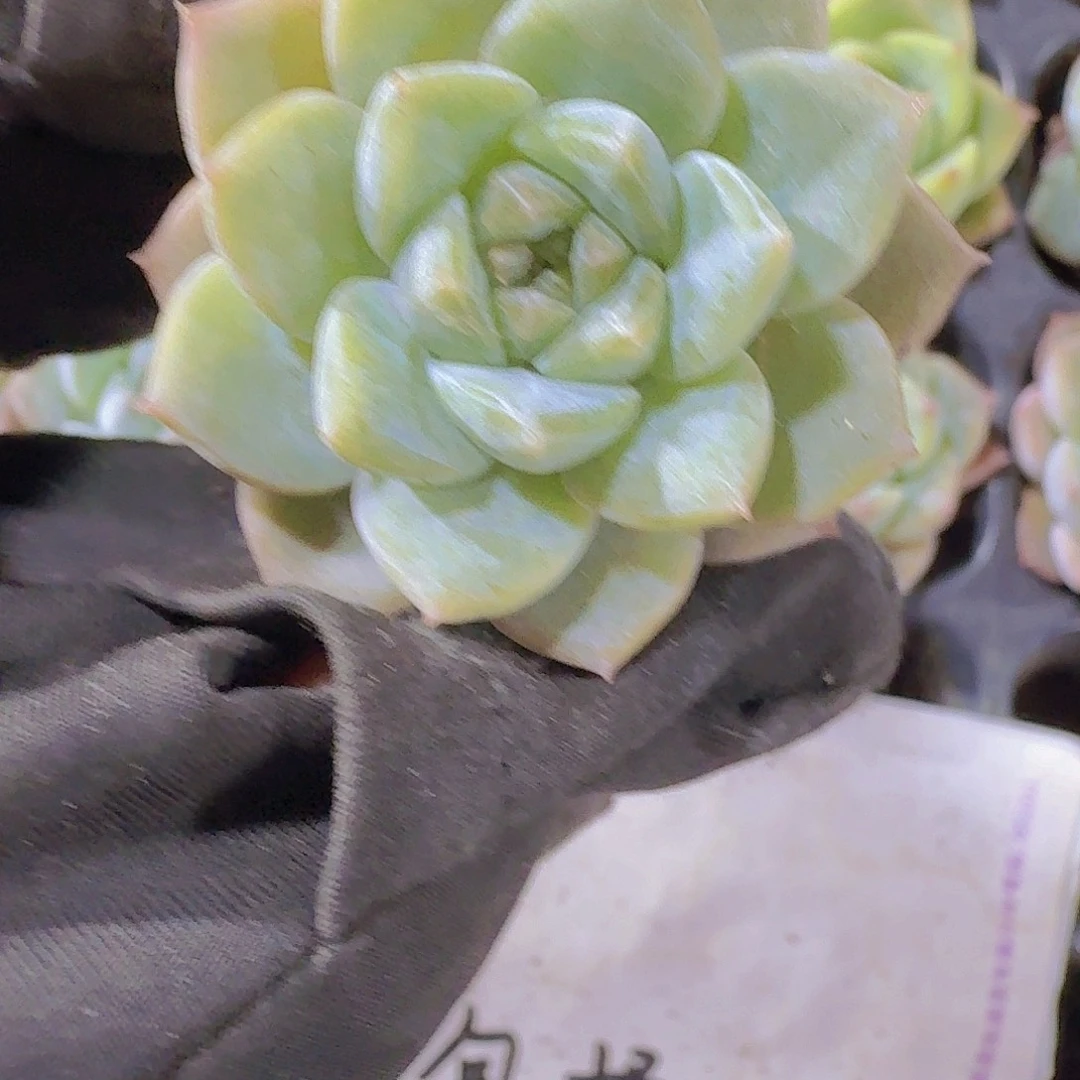 精品梦朵两米三颗