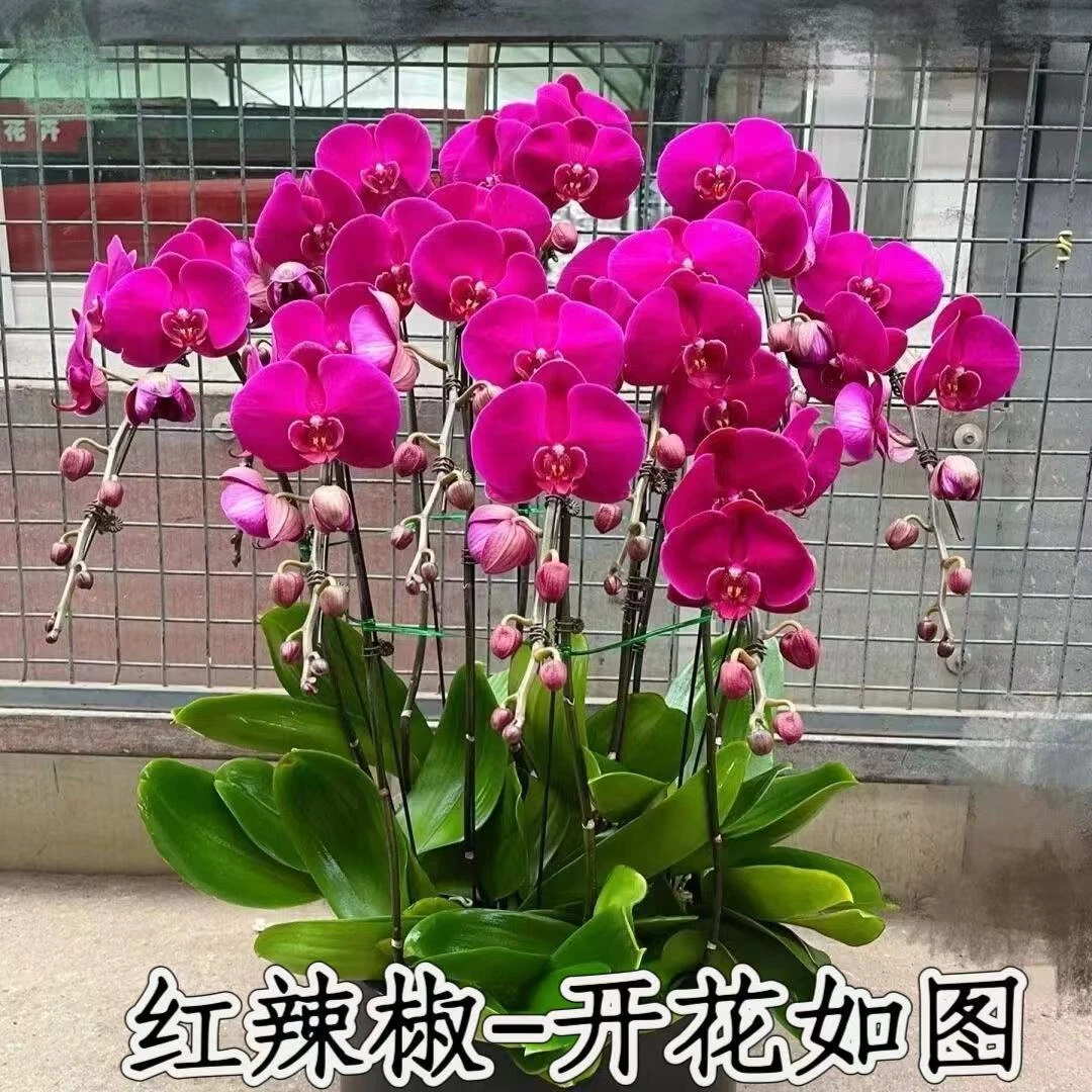 【大辣椒】蝴蝶兰盆栽大苗大花带花剑室内植物超长花期