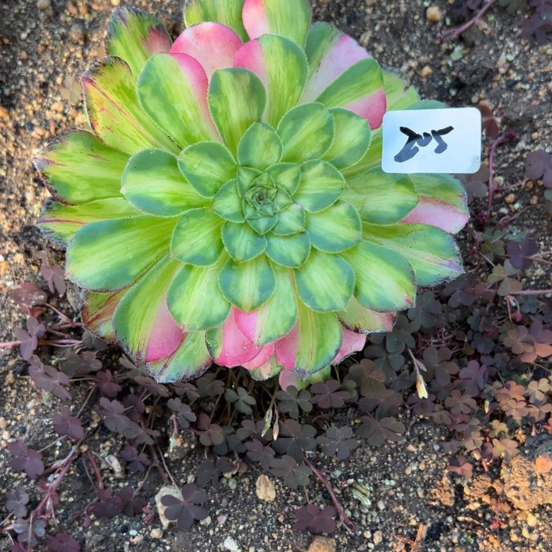 205知否多肉多肉