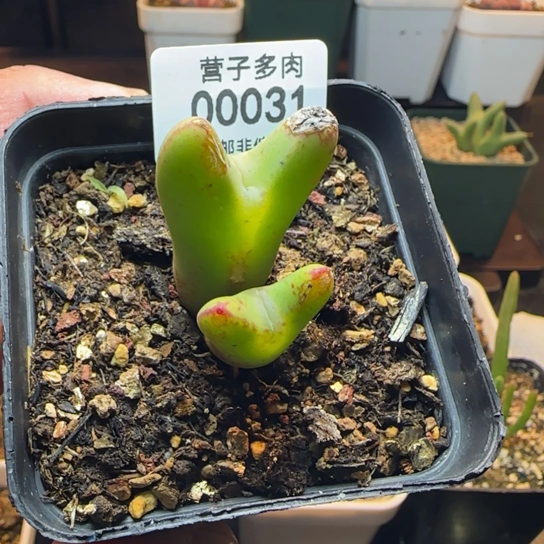 ?**?带盆土。