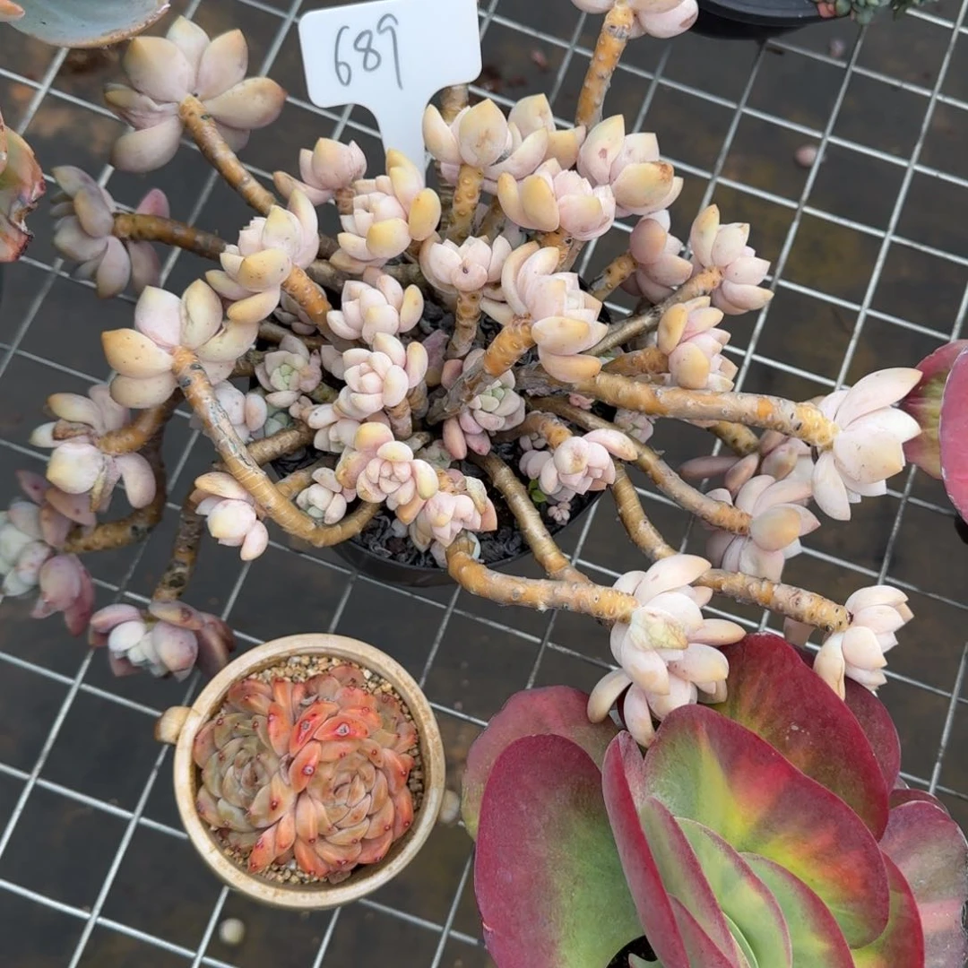 689路凝香肉肉肉肉肉肉肉