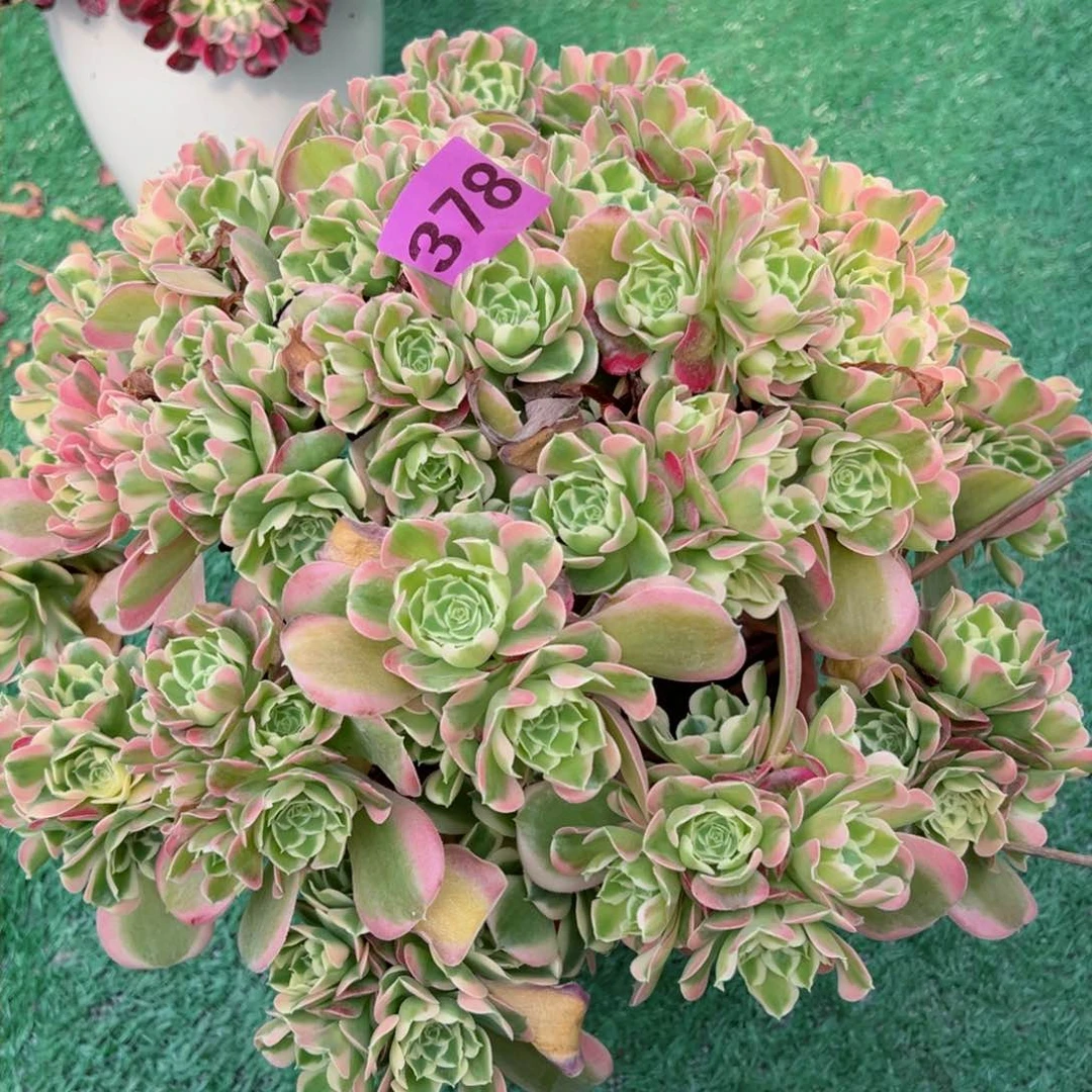 柒****?378白凤法师多肉植物