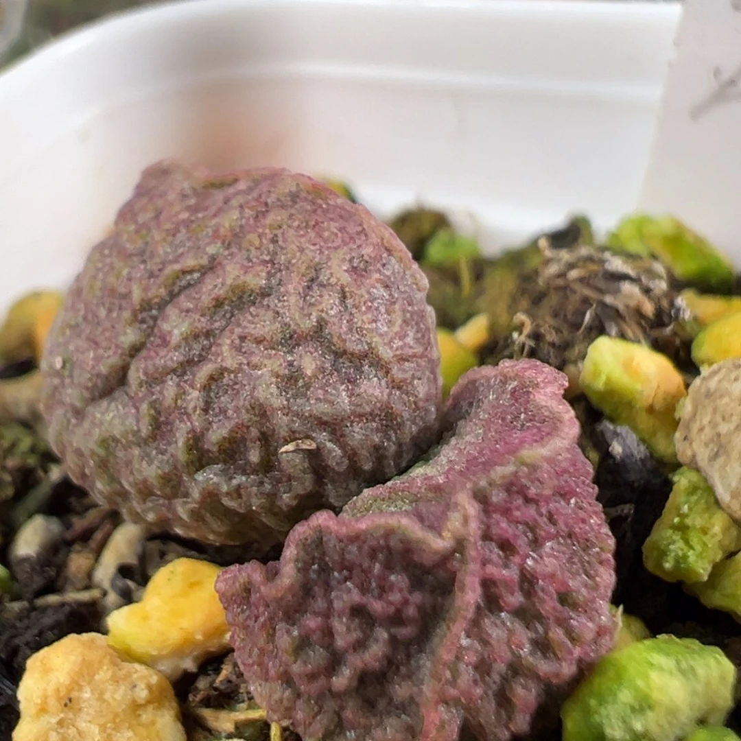 w纹路款实生新品多肉植物