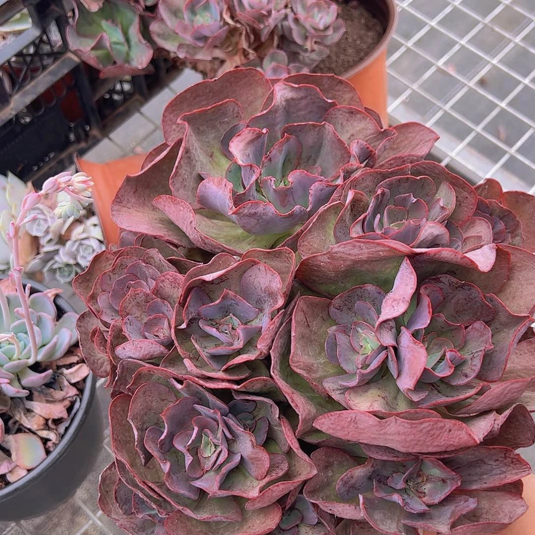 秀妍玫瑰 多头多群生