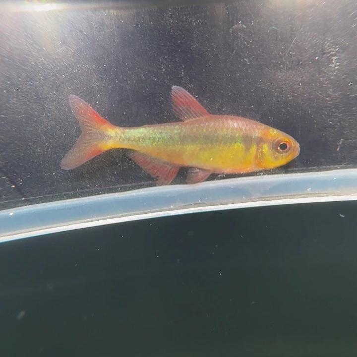 灯科鱼左下缸14号蓝缎带四3.5厘米有黑点一条