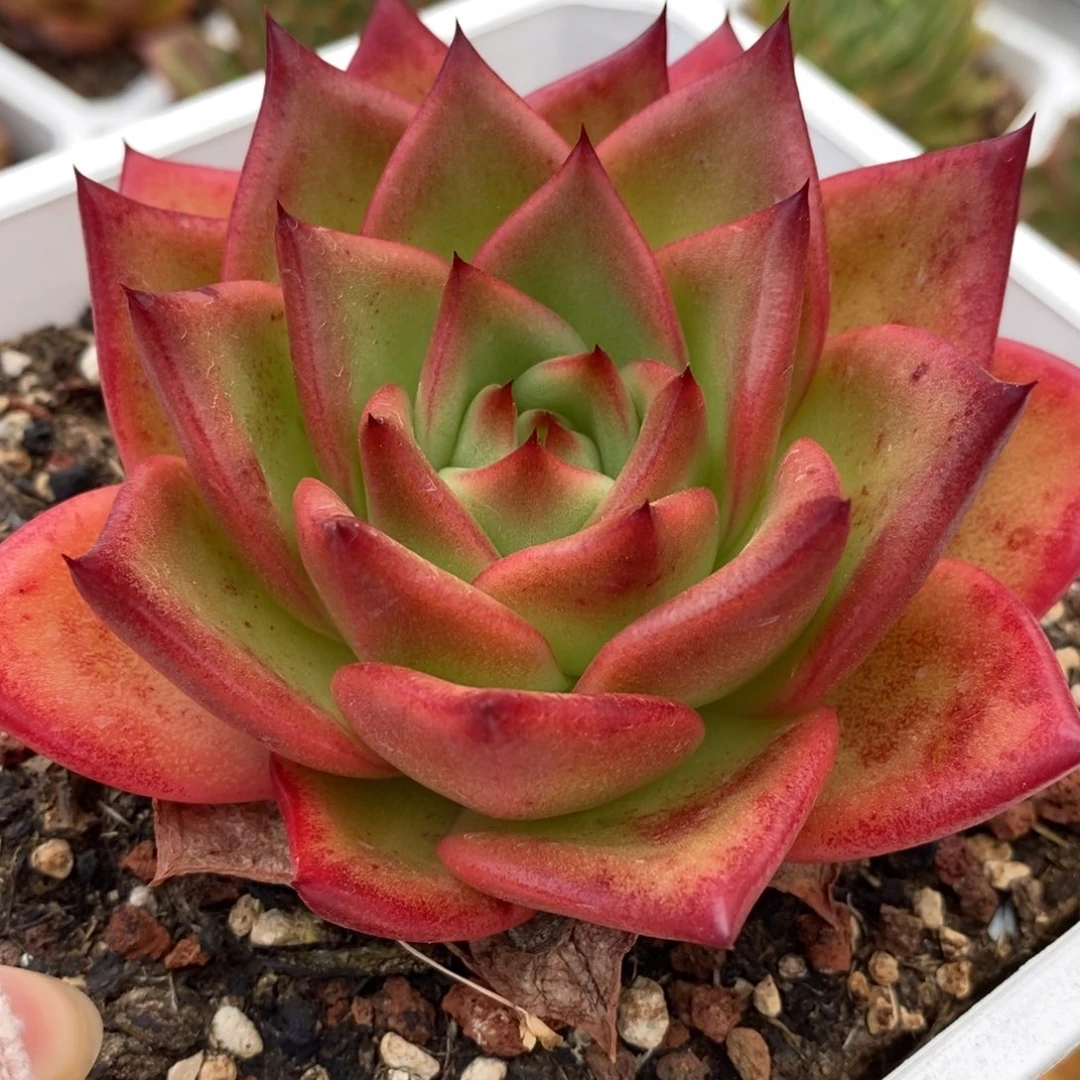 无花朵东云系多肉植物