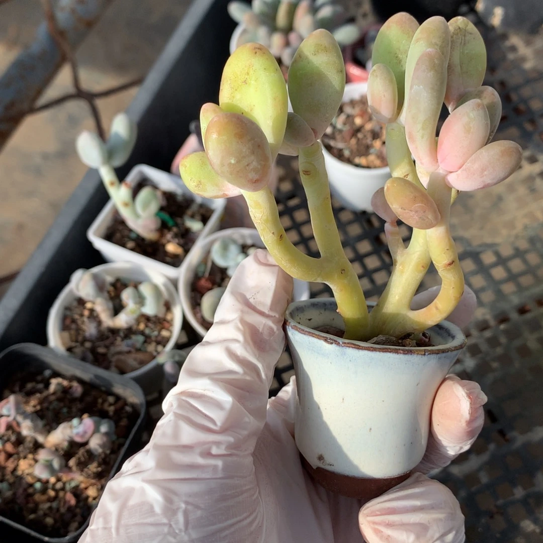 瑕疵特价不售后芒果奶