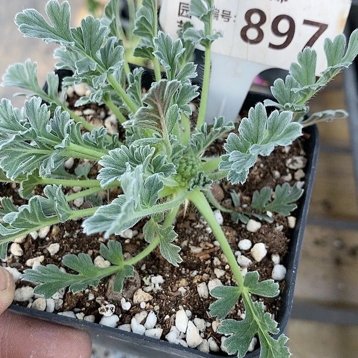 897一一一一一一一一一