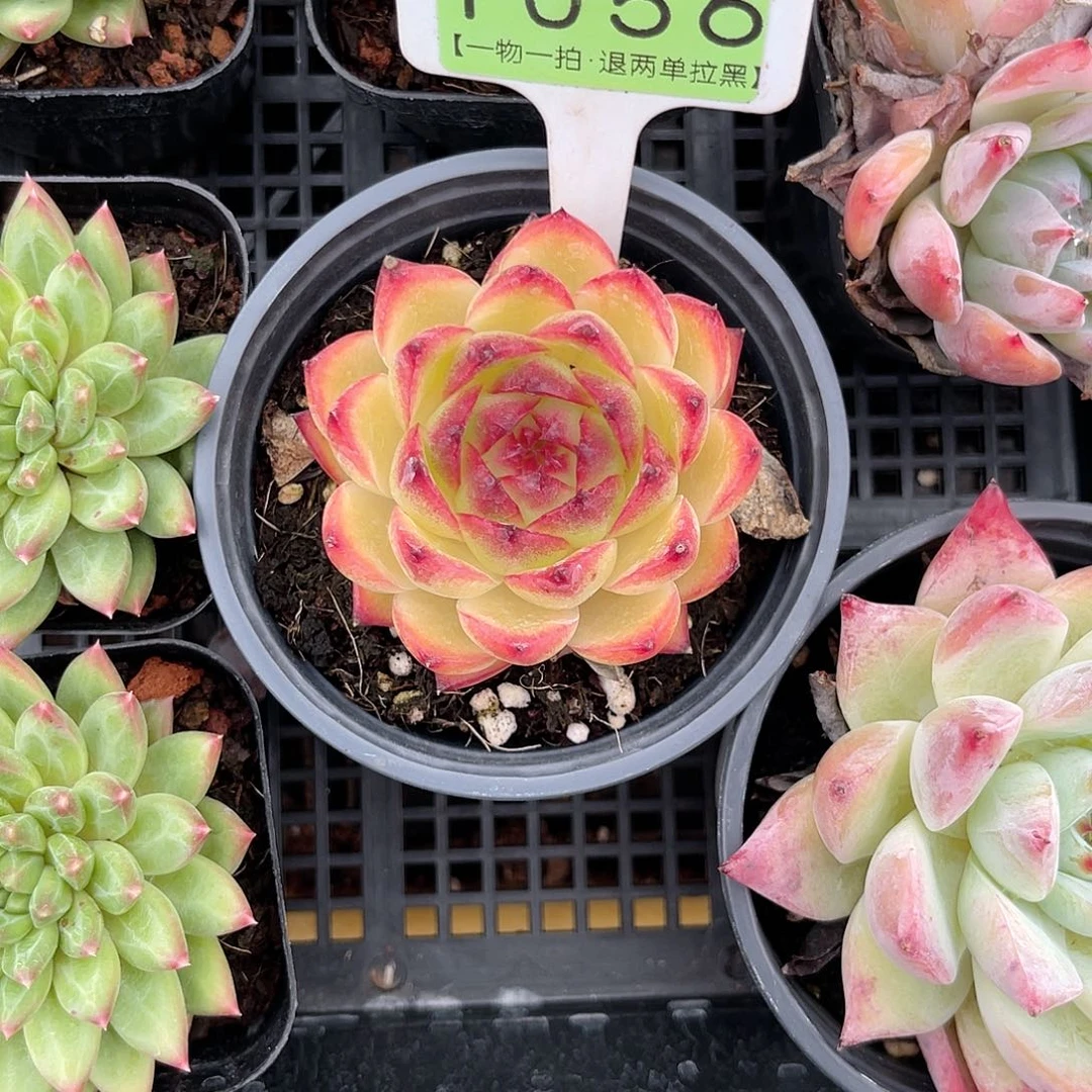 云尘多肉一物一拍1056