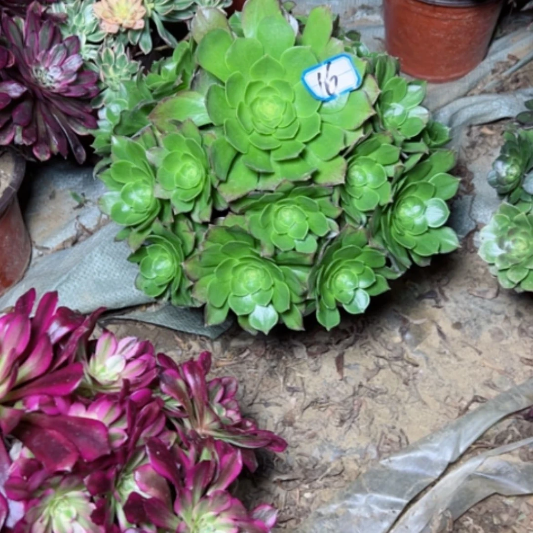 【闪购商品】多肉植物万圣夜16