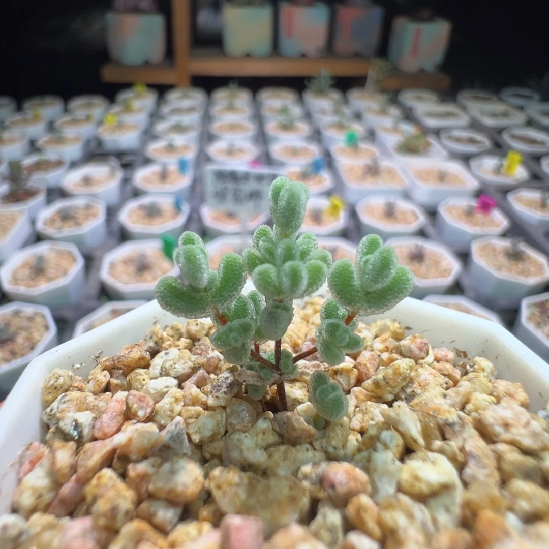 白水晶，尺寸很小，343实生月曲，拍下不退不换