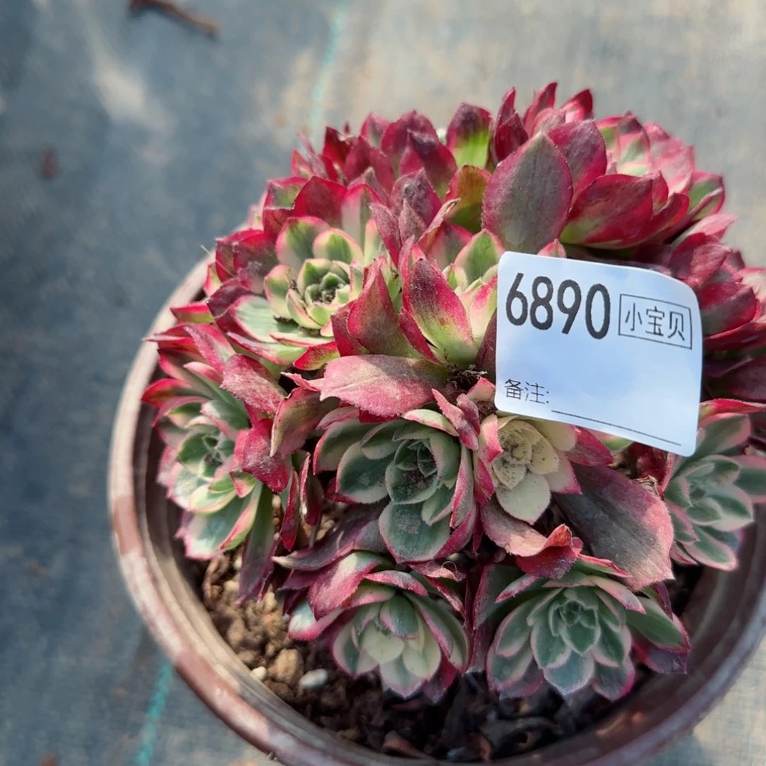 浅***?6890小海王多肉多肉