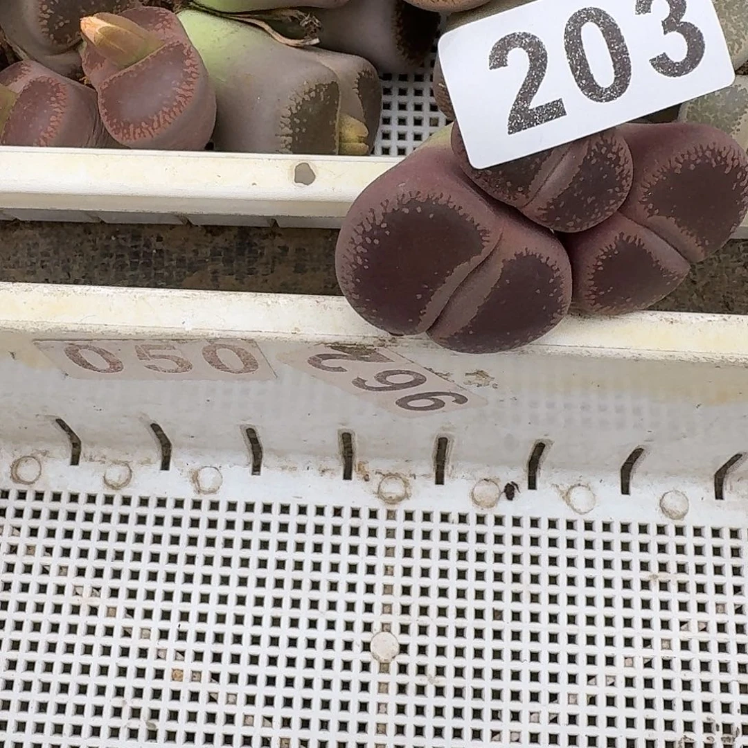 ****）生石花一物一拍203