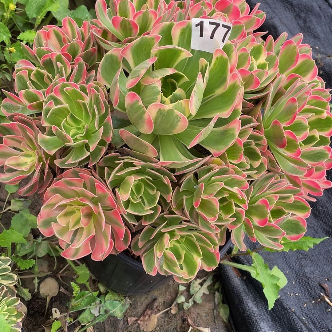 多肉法师177号花样年华发货不包损