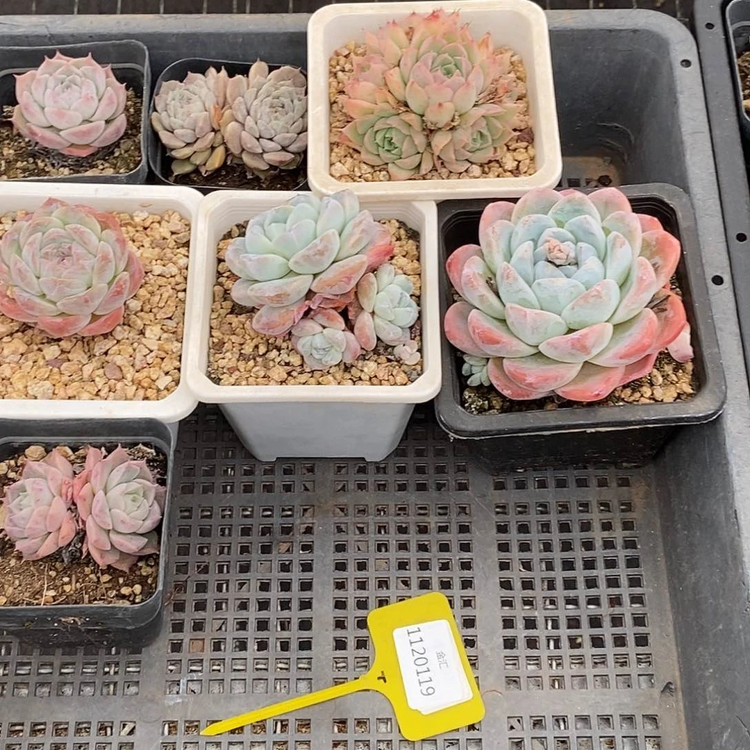 1120119筐拍福利不售后