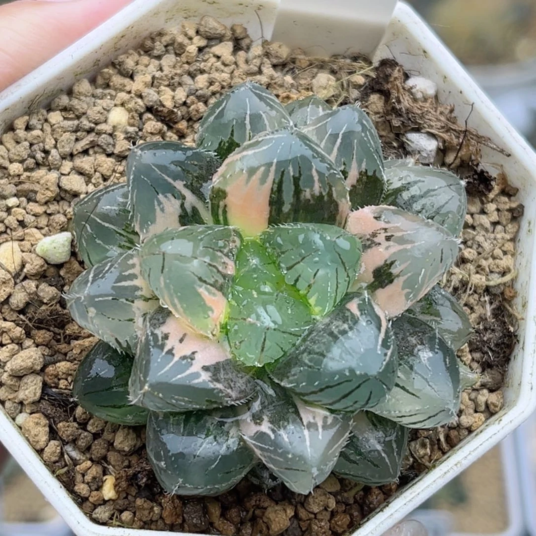 75刺线玉露锦福利专场