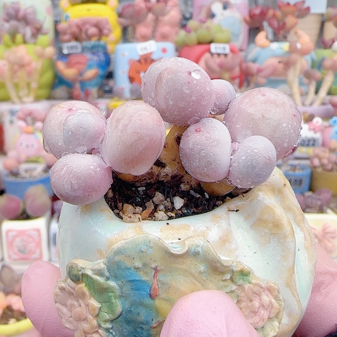 L 肥肥蛋黄奶 盆口3cm