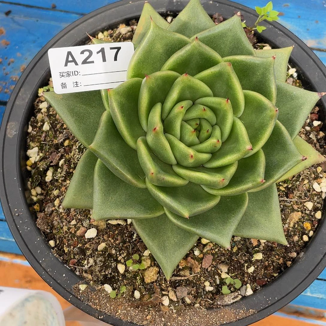 若如东云单拍A217
