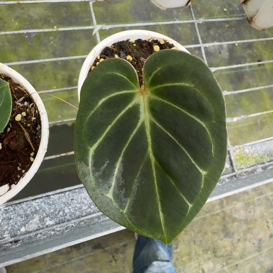 不开花植物印尼 Hu 特价Kos