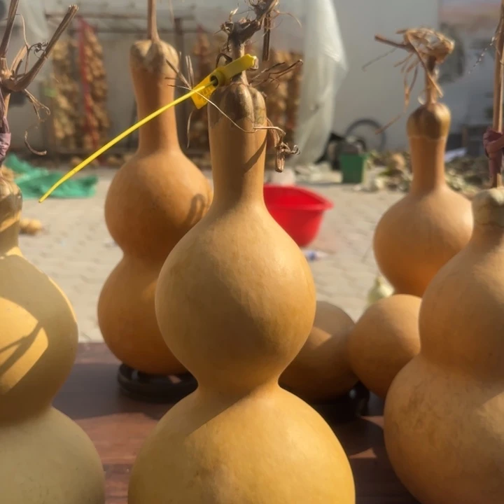 咕噜咕噜咕噜咕噜咕噜咕噜
