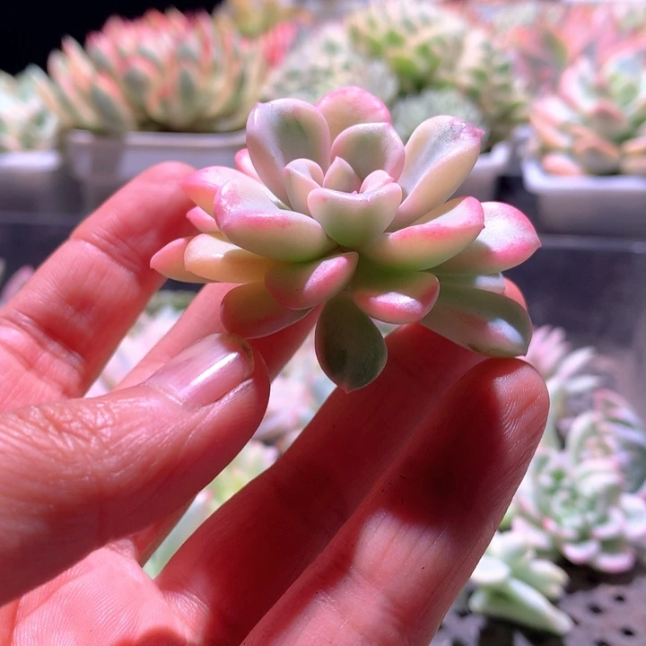 花斑鹿白覆轮锦砍头
