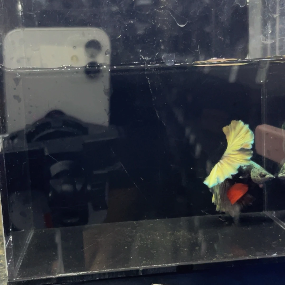 蓝口孵鱼Hahahaha565