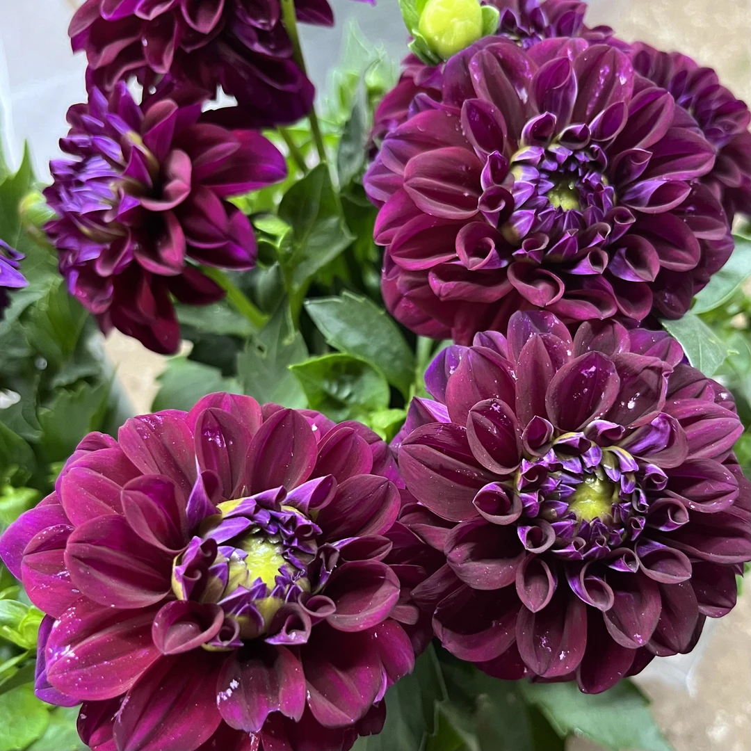 红色奔跑大丽花盆栽花卉大花型花卉四季开花阳台庭院观花植物