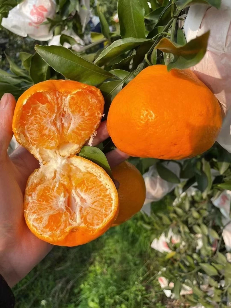 正宗四川耙耙柑新鲜现摘当季水果鲜嫩多汁香甜爆汁