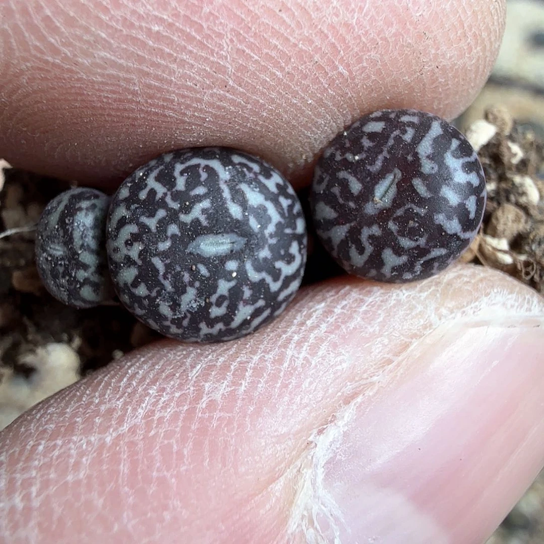 西*露dy7 西米露姐姐msg3170