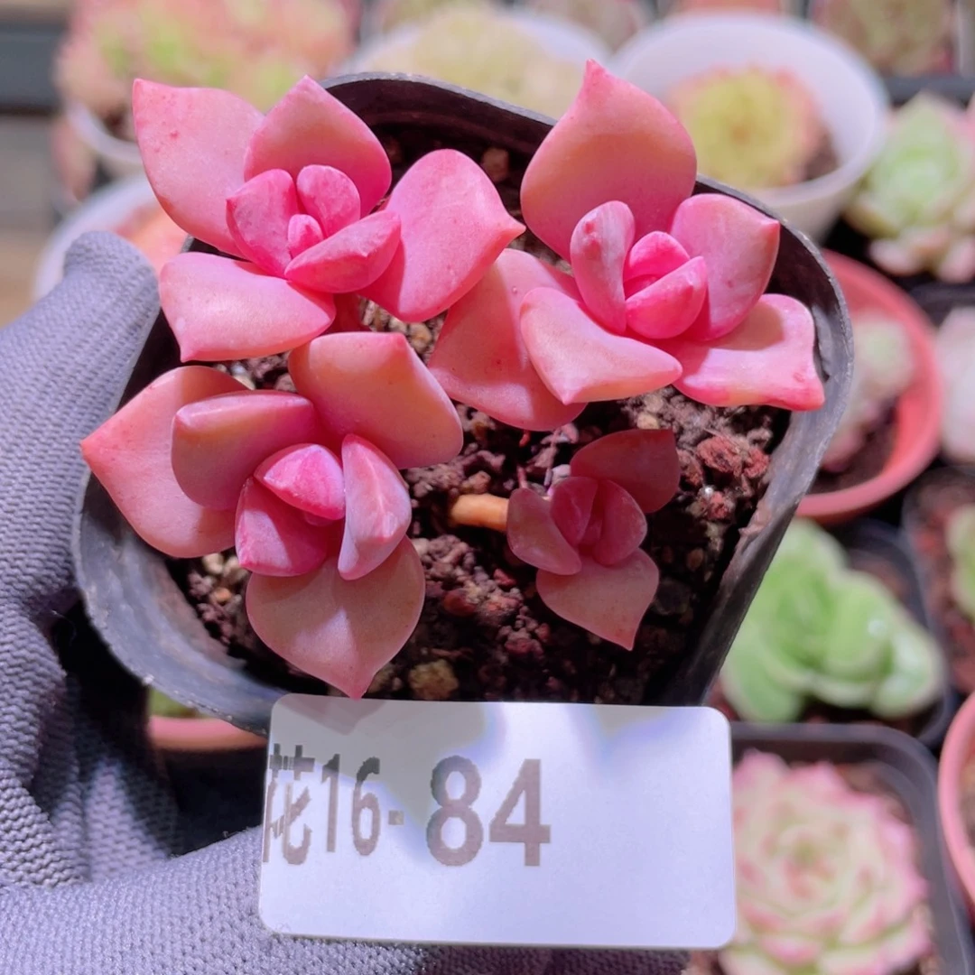 花利美16-84彩虹糖