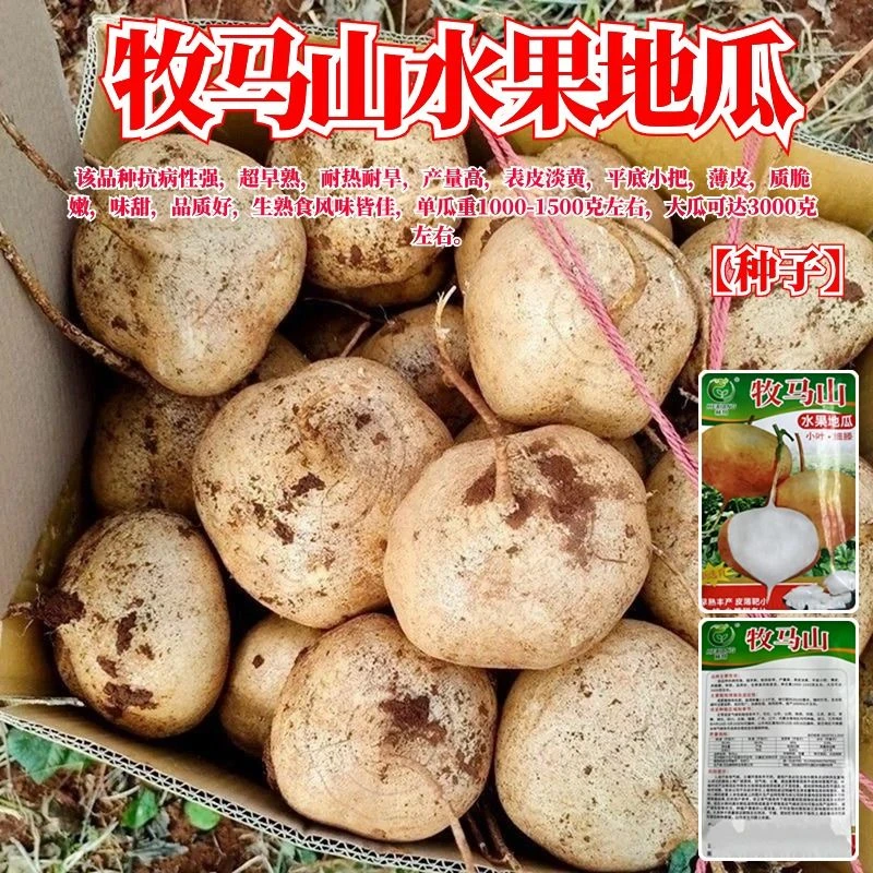 牧马山水果地瓜种子红籽早熟甜脆地瓜种子凉薯土瓜,沙葛种孑