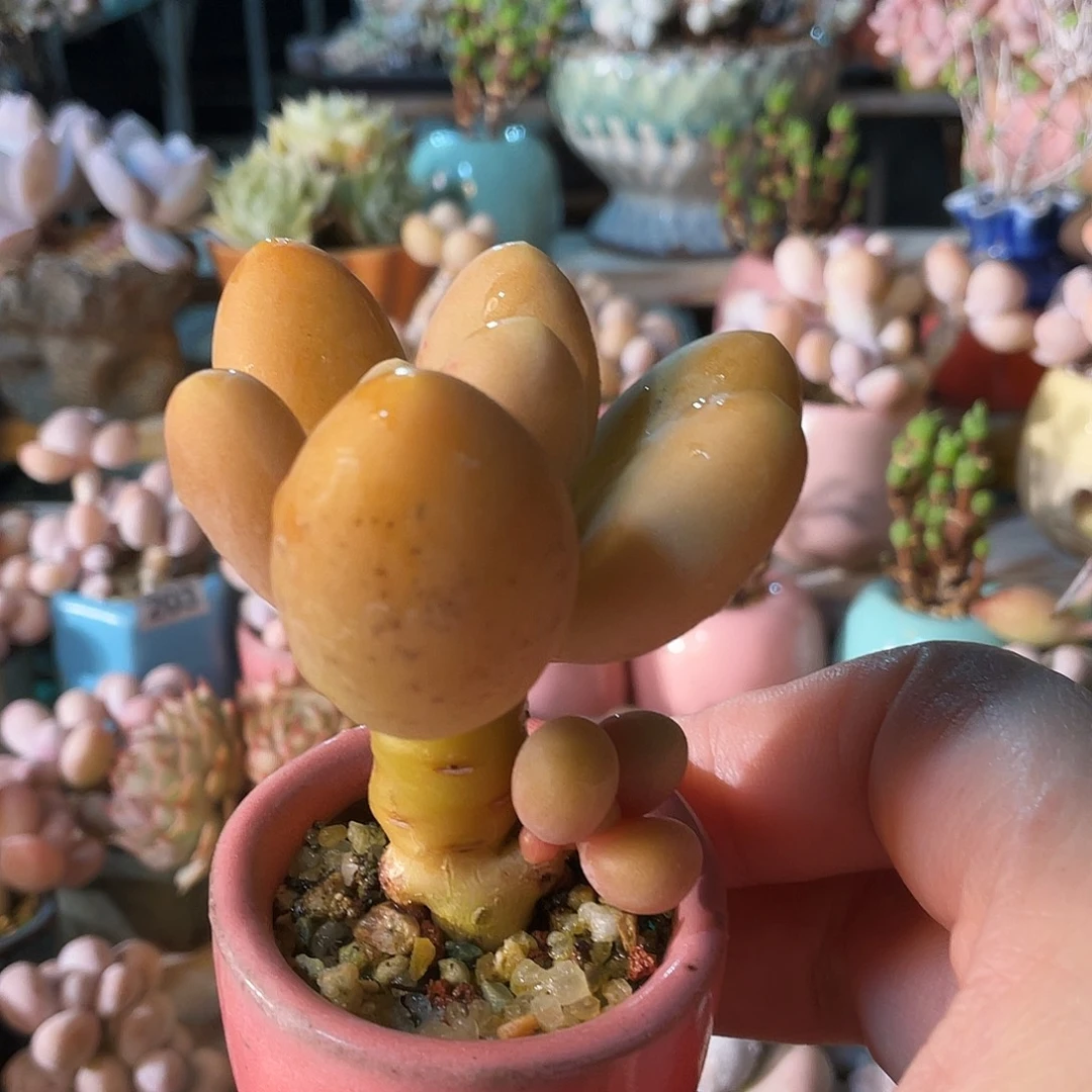庞***贝多肉植物的生长发育和生长